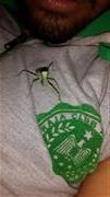 Locust