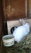 Rabbit