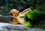 Snail After The Rain
