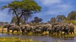 Elephant Squad