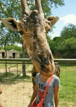 Giraffe Head