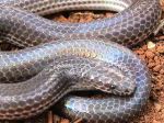 Rainbow Snake