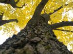 Autumnal Tree Umbrella For Fungus 