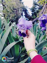 La Beauté De Printemps 