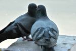 Love Bird