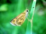Buterfly
