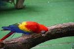 Colourful Parrot