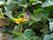 Butterfly Sucking Nector