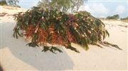 Sea Plant