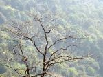 A Single Dry Tree Among All Greens