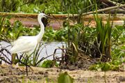 Crane Walk