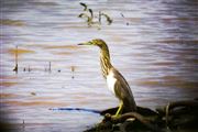 Heron