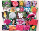 Flower Collage