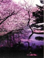 Spring In Hokaido