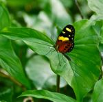 Butterfly On Green Leaf