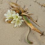 The Nature Harmonizes