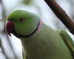 Alexandrine  Parakeet