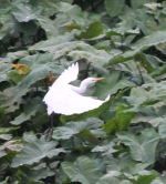 Flying Crane