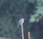 Bird On Rod