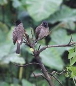 Blooming Bulbuls