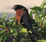 Brownish Black Bird