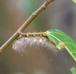 Caterpillar