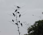 Crows