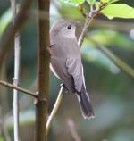 Cute Little Bird