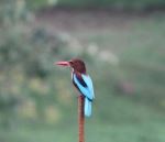 Kingfisher