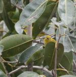 Little Birds