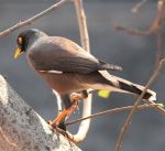 Myna
