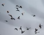 Pigeons 
