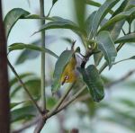 Small Yellow Bird