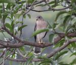 Sparrow Hawk 