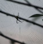 Spider In Web