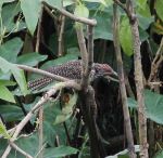 Spotted Bird