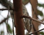 Squirell