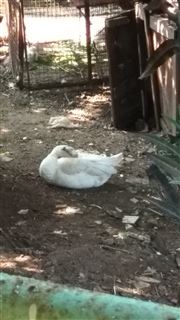 Sleeping Beauty