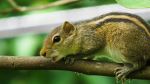Cute On A Branch