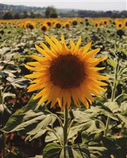 A Sea Of Sun