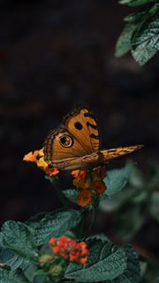 A Tiger’s Wings
