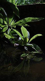 River Reflections 