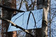 Surrealistic Reflections In The Forest