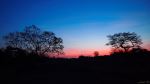 Lonely Trees