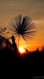 Palm Sun Day