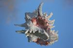 Murex Shell