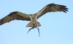 Osprey Bird