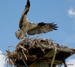 Mama Osprey