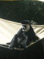 Monkey 