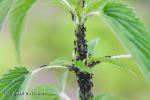 Ants